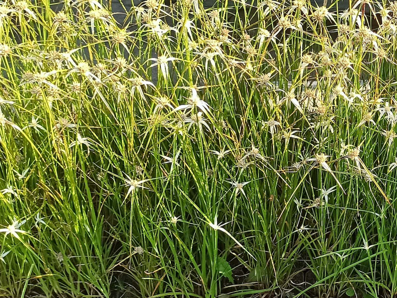 weißes Sternen-Sumpfgras - Rychnospora colorata